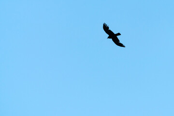 Silhouette of a flying bird in the blue sky