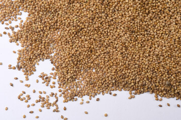  grain of millet (panizo) on white background