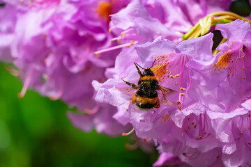 Bumblebee on pink rhododendron flowers