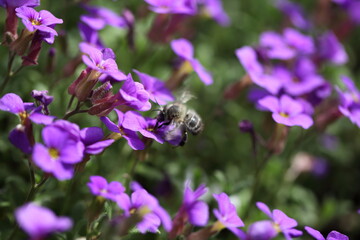 Blaukissen © Mipa Photo