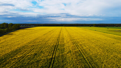 Luftaufnahme Drohen Rapsfeld