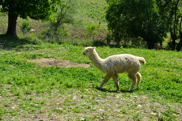Naklejka na ściany i meble White alpaca walking on green grass background. Alpaca farm. Cute animals