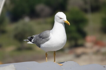 close up portrait of seagull in the forest