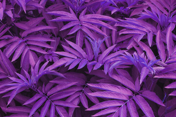 Naklejka na ściany i meble The leaves of tropical plants are textured in tinted blue and purple-pink tones.