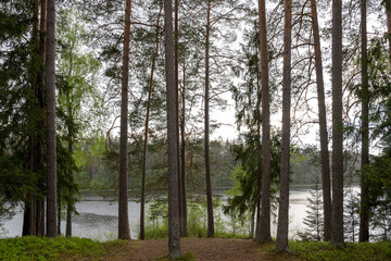 lake in the middle of the forest with very dark water and lots of pine trees along the lake shore