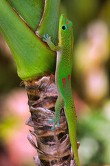 Bright green gold dust gecko climbing a tree on maui.