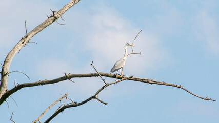 Grey heron (Ardea cinerea), Nature reserve, Carska bara, Serbia
