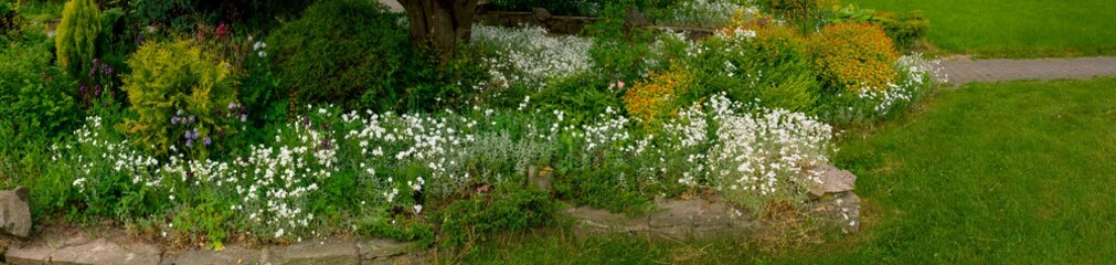 Panorama of white park flowers on a background of green grass. Decorative stone.
