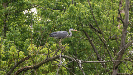 Grey heron (Ardea cinerea), Nature reserve, Carska bara, Serbia