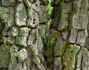 tree bark texture, close up