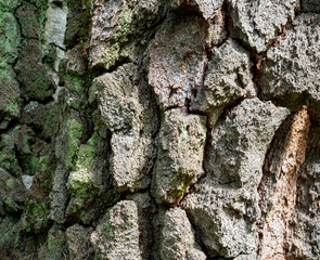 tree bark texture, close up