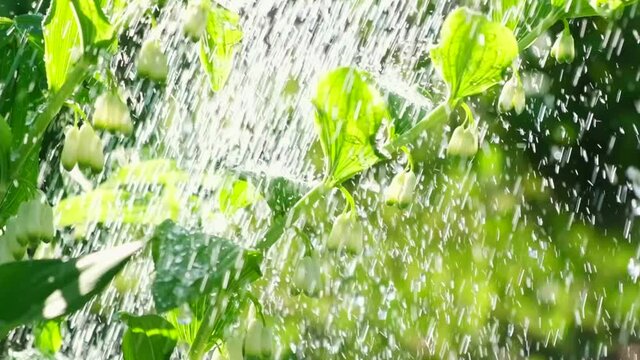 Side view of watering the plants in slow motion. Gardening concept. Farmer gardener irrigation for Polygonatum, King Solomon's-seal flowers at garden. Close-up. Leaves with water drops in sunlight.
