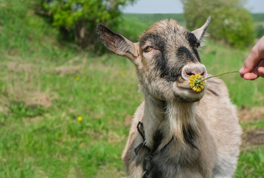 A happy goat grazes in a green pasture and sniffs a dandelion held out to her. Portrait of a domestic goat eating juicy green grass in a pasture. horizontal photo, clear white sky. High quality photo
