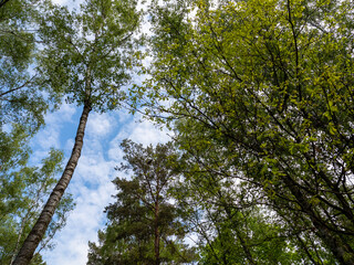 Treetops in the forest with blue sky