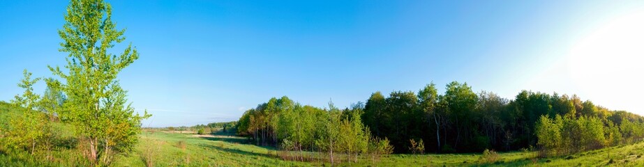 Obraz premium Spring forest and field on a background of blue sky