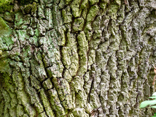 tree bark texture, close up