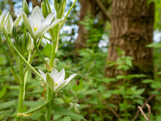 white flowers in the forest