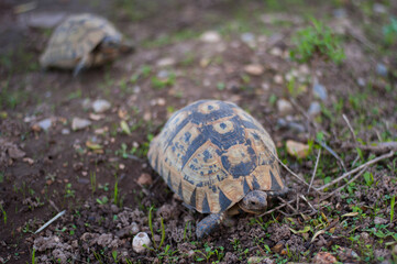wild turtles in the garden