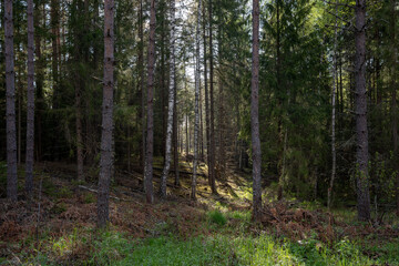 Fototapeta premium latvian pine forest with green dogs just after the rain