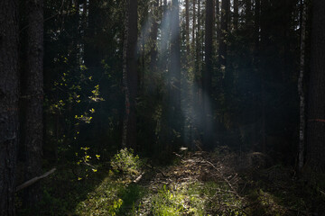 Obraz premium latvian pine forest with green dogs just after the rain