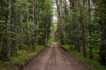 dirt road in latvian forest just after rain when trees and trees are wet and bright green