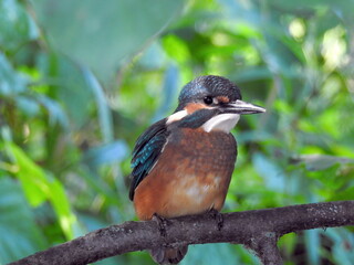 Kingfisher on a tree branch on a summer day in the wild close-up. 