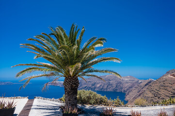 Scenic landscape of Santorini island, Greece. Palm tree with caldera view on background. Aegean...
