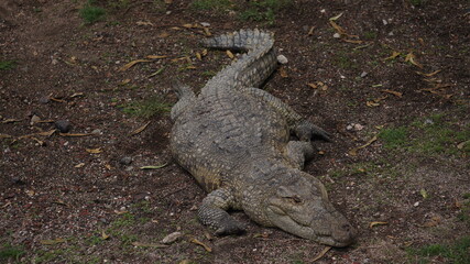Cocodrilo durmiendo 