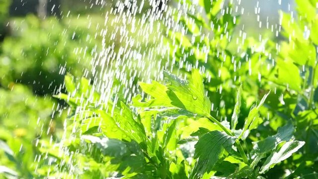 Close-up of organic green parsley, celery, Petroselinum growing on the farm. Harvest time. Green leaves with water drops. Fresh bio vegetables and greenery. Fresh herbs, young leaves with raindrops.