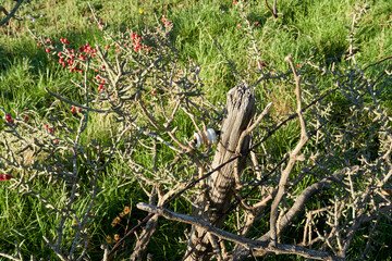 Old wooden fence with antique glass electric fence insulators