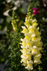 Linaria vulgaris blossom. Beautiful yellow flower. Close-up. Summer nature.