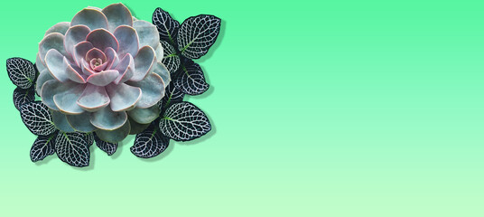 Plante grasse avec feuillage tigré  sur fond dégradé vert