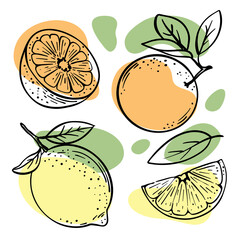 ORANGE LEMON Delicious Tropical Fruit Whole And Slices With Leaves For Design Of Organic Natural Products Shop And Dessert Drinks Sketch Vector Illustration Set