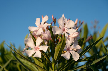 Nerium oleander blossom. Close-up of light pink flowers. Green grass. Blue sky. Beautiful summer...
