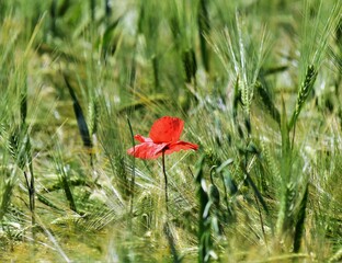 red poppy in the field