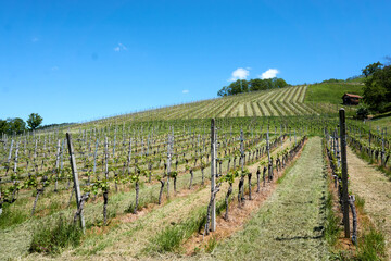 Fototapeta na wymiar beautiful vineyards in sasbachwalden in the black forest