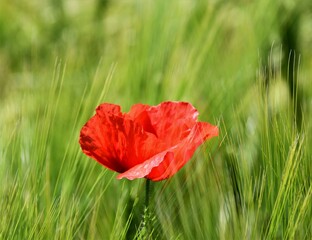 red poppy in grass