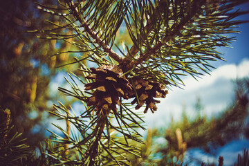 branches of pine