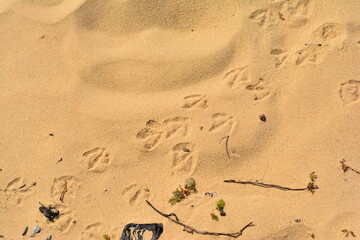 Fine warm beach sand with Gull tracks and small plants on Michigan coastline.