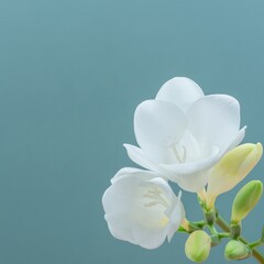 Close up blossom of beautiful white freesia (Iridaceae Ixioideae) flower with buds on contrast blue green background. Shallow depth. Fresh fashion colors, square, modern trend in color combination.