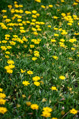 Obraz premium Field of yellow flowers blooming in the summer