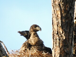 Bald eagles