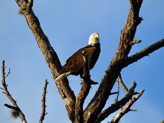 Bald eagles