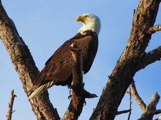 Bald eagles