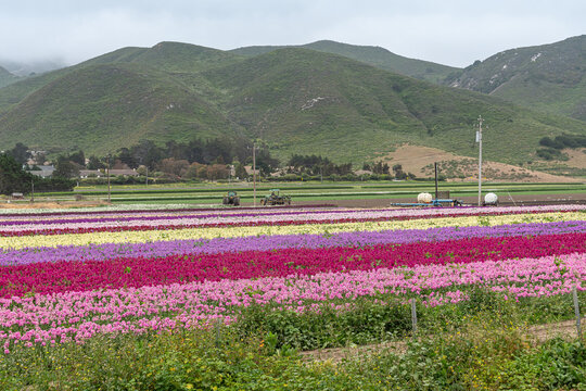 Lompoc, CA, USA - May 26, 2021: Field whereon lines of British Stock flowers in different colors grow in front of other green fields with tractors and hills in foggy sky.