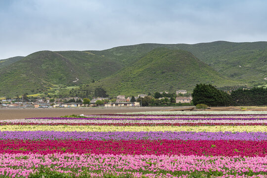 Lompoc, CA, USA - May 26, 2021: Field whereon lines of British Stock flowers in different colors grow in front of bare field and residential houses in foothills under light blue sky.