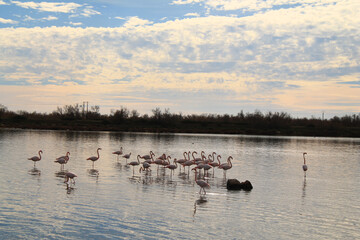 Beautiful Pink flamingos in Camargue pond, botanical and zoological nature reserve in France
