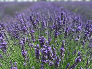 lavandas
