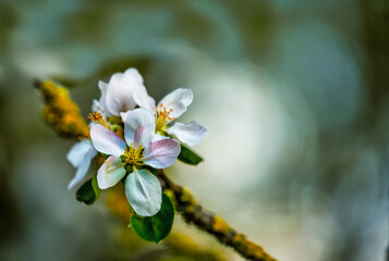 bee on a flower