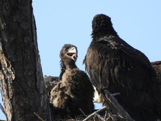 Bald Eagle in Florida